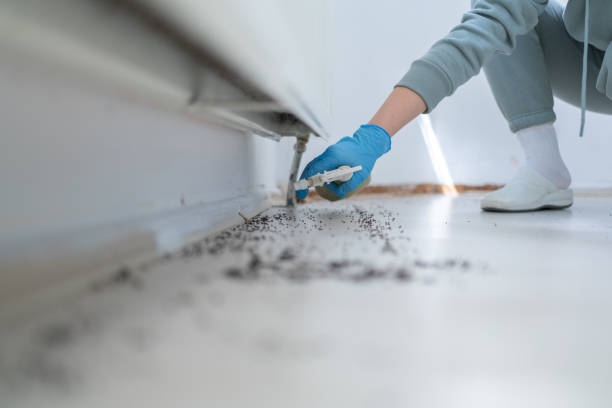 Best Pest Inspection Near Me  in Central Falls, RI